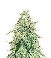 Orange Cream Pop feminisierte Samen (Humboldt Seed Company)