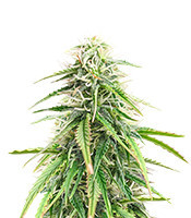 Trainwreck Fast Version (Herbies Seeds)