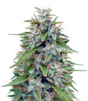 Graines de cannabis Bangi Haze (Ace Seeds)