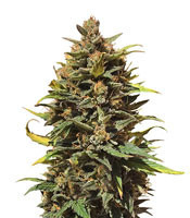 Auto Gigabud feminized seeds