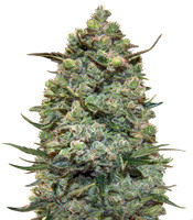 Hawaiian Punch (Sagarmatha Seeds)