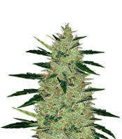 OGesus Auto (Expert Seeds) Cannabis-Samen