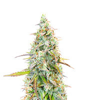 Sour Diesel Auto Feminized Seeds (Herbies Seeds USA)