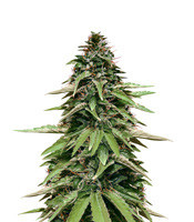 Graines de cannabis Afghan regular (Spliff Seeds)