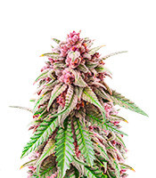 Still Bubba Feminized Seeds (AlphaFem Seeds)