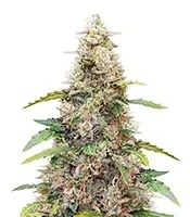 Amnesia Haze Autoflower Seeds (Herbies Seeds)