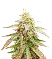 Gelato x Girl Scout Cookies Seeds (Herbies Seeds)