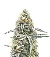 Lemon Jack Seeds (Seedkeepers)