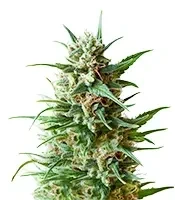 Original Blueberry Auto Seeds