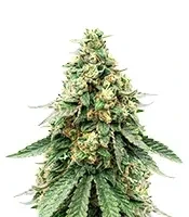 Semillas feminizadas Sour Diesel (Royal Queen Seeds)