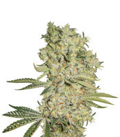 Graines de cannabis Cal-train Wreck (Sagarmatha Seeds)