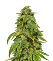 D’oh Si D’ohpe feminized seeds