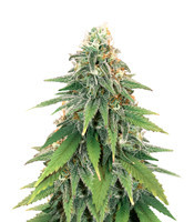 Sementes Feminizadas Godzilla Glue #4 (Herbies Seeds)