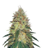 Graines de cannabis Pineapple Haze Regular (Barney's Farm)