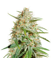 Cherry Bomb feminized seeds