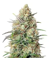 Northern Lights Autoflower Seeds