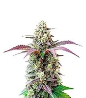 Peanut Butter Breath Seeds