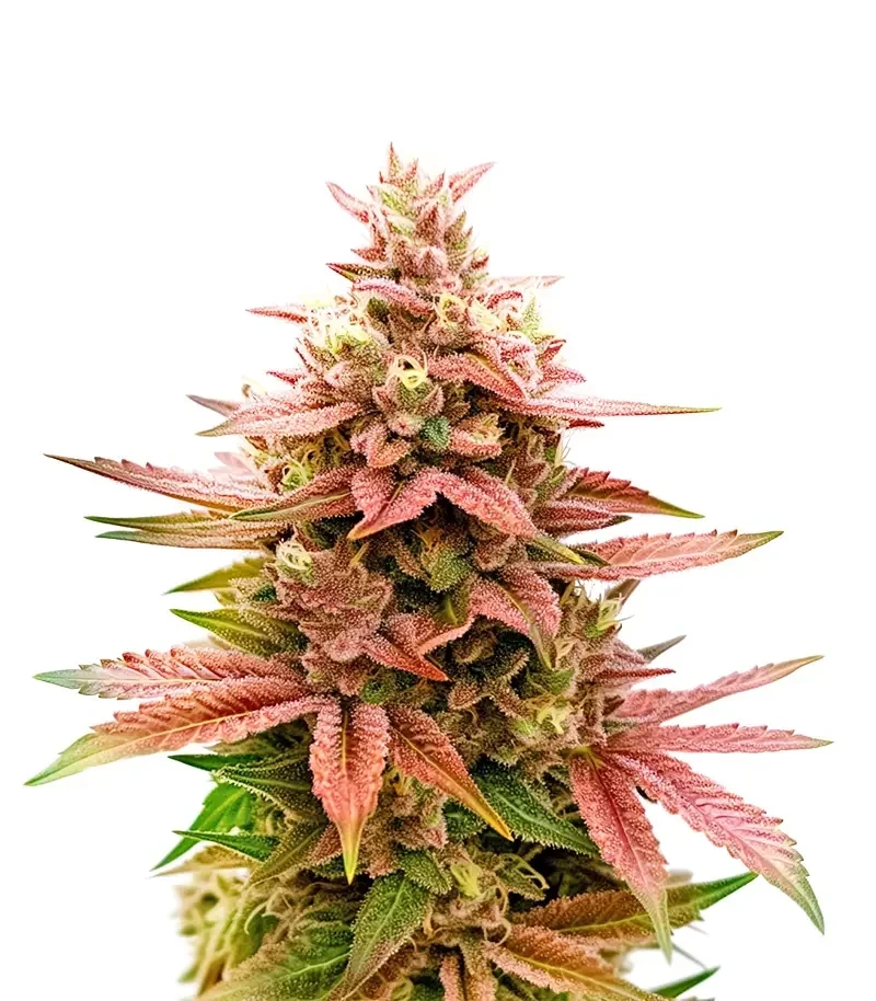 Pink Banana Runtz Seeds (Dutch Passion)