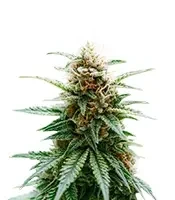 Skunk Haze Seeds