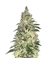 Sour Diesel Seeds
