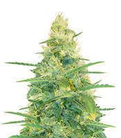 Durban Poison Regular seeds