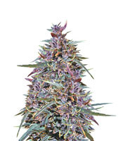 Purple Haze x Malawi feminized seeds