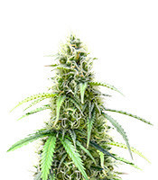 Also Know 47 Autoflower Feminized Seeds (Seedkeepers)