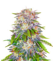 Caramelo Early Version Feminized Seeds (Delicious Seeds)