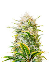 Graines féminisées de Gorilla Girl XL Auto (Sweet Seeds)