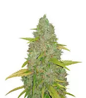 Amnesia Mac Ganja feminized seeds