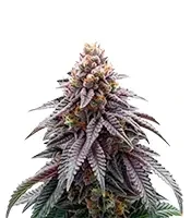 Black Cherry Gushers Seeds