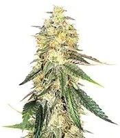 Chemical Bride Seeds