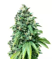Semi femminizzati Sour Diesel (Big Head Seeds)