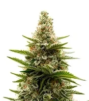 Semi Femminizzati Tropicana Cherry (Barney's Farm)