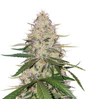 Blackwater feminized seeds