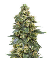 Graines de cannabis Critical (Big Head Seeds)