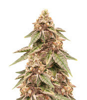 Grandaddy Purple Seeds For Sale