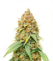 Blueberry Cheese (aka Blue Cheese) (Barney's Farm) Cannabis-Samen