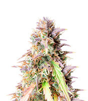 Blueberry Cookies Auto feminized seeds (Original Sensible Seeds)