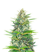 Semillas feminizadas Lemon Haze Auto (Expert Seeds)