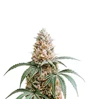 Semi di Amnesia Haze XL femminizzati