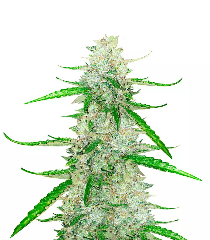 Grandaddy Purple Auto