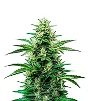 OG Kush Auto Seeds