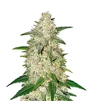 Sugarlato Auto Seeds