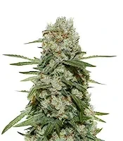 Semi femminizzati Super Silver Haze (Green House Seeds)