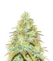 Semillas feminizadas Tangerine Dream (Barney's Farm)