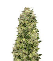 Auto Afghan Skunk feminized seeds