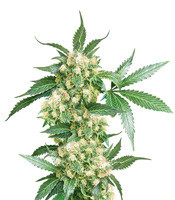 Black Domina regular seeds