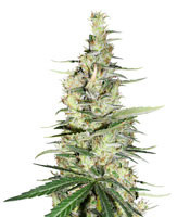 Graines de cannabis Hawaiian Snow x Amnesia x Face Off (GHS)