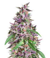 Orient Express x Nepal Jam feminized seeds